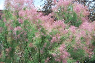 Tamarix pentadra - tamaryšek pětimužný - kvetoucí habitus